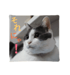 ポメラニアン＆ハチワレ猫（個別スタンプ：8）