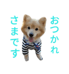 ポメラニアン＆ハチワレ猫（個別スタンプ：9）