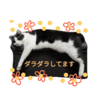 ポメラニアン＆ハチワレ猫（個別スタンプ：10）