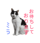 ポメラニアン＆ハチワレ猫（個別スタンプ：12）