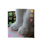 ポメラニアン＆ハチワレ猫（個別スタンプ：18）