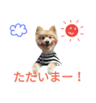 ポメラニアン＆ハチワレ猫（個別スタンプ：33）