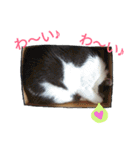 ポメラニアン＆ハチワレ猫（個別スタンプ：38）