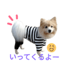 ポメラニアン＆ハチワレ猫（個別スタンプ：40）