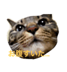 きょろ！（個別スタンプ：4）