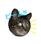きょろ！（個別スタンプ：5）