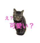 きょろ！（個別スタンプ：7）