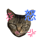 きょろ！（個別スタンプ：8）