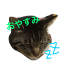 きょろ！（個別スタンプ：9）
