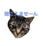 きょろ！（個別スタンプ：12）