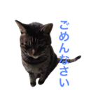 きょろ！（個別スタンプ：13）
