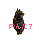 きょろ！（個別スタンプ：15）