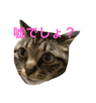 きょろ！（個別スタンプ：16）