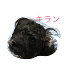 おとぼけチョコくん2（個別スタンプ：1）