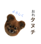 おれタヌチ（個別スタンプ：1）