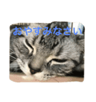 にゃん子の気持ち（個別スタンプ：4）