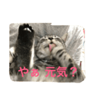 にゃん子の気持ち（個別スタンプ：5）