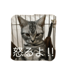 にゃん子の気持ち（個別スタンプ：6）