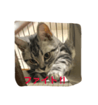 にゃん子の気持ち（個別スタンプ：7）