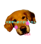 ゴールデンレトリバーのララ子です（個別スタンプ：1）