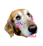 ゴールデンレトリバーのララ子です（個別スタンプ：2）
