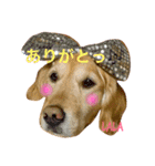 ゴールデンレトリバーのララ子です（個別スタンプ：7）