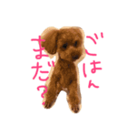 トイプードルこむぎちゃん（個別スタンプ：1）