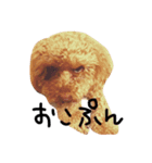 トイプードルこむぎちゃん（個別スタンプ：3）