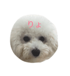 ポンdeビション お返事編（個別スタンプ：5）