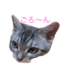 ねこEmma（個別スタンプ：1）
