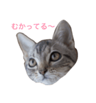 ねこEmma（個別スタンプ：2）