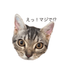 ねこEmma（個別スタンプ：3）