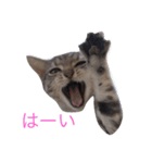 ねこEmma（個別スタンプ：4）