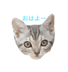 ねこEmma（個別スタンプ：5）