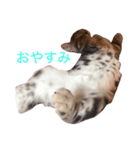 ねこEmma（個別スタンプ：6）