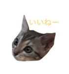 ねこEmma（個別スタンプ：7）