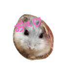hamster sugar（個別スタンプ：1）