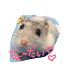 hamster sugar（個別スタンプ：2）