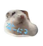 hamster sugar（個別スタンプ：5）