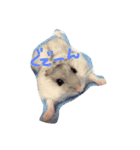 hamster sugar（個別スタンプ：6）