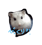 hamster sugar（個別スタンプ：8）