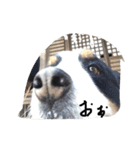 nyanda-wan（個別スタンプ：3）