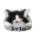 nyanda-wan（個別スタンプ：5）