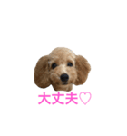 toypoo_9（個別スタンプ：2）