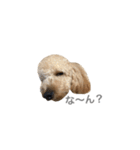 toypoo_9（個別スタンプ：4）