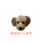 toypoo_9（個別スタンプ：13）