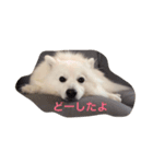 日本スピッツ おもち（個別スタンプ：2）