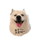 日本スピッツ おもち（個別スタンプ：3）