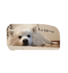 日本スピッツ おもち（個別スタンプ：4）