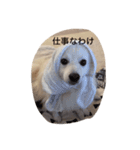 日本スピッツ おもち（個別スタンプ：5）